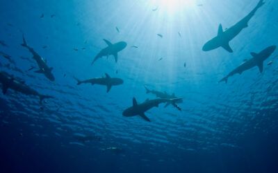 3 Tips for Shark Tank: Would YOUR Business Attract a Shark?