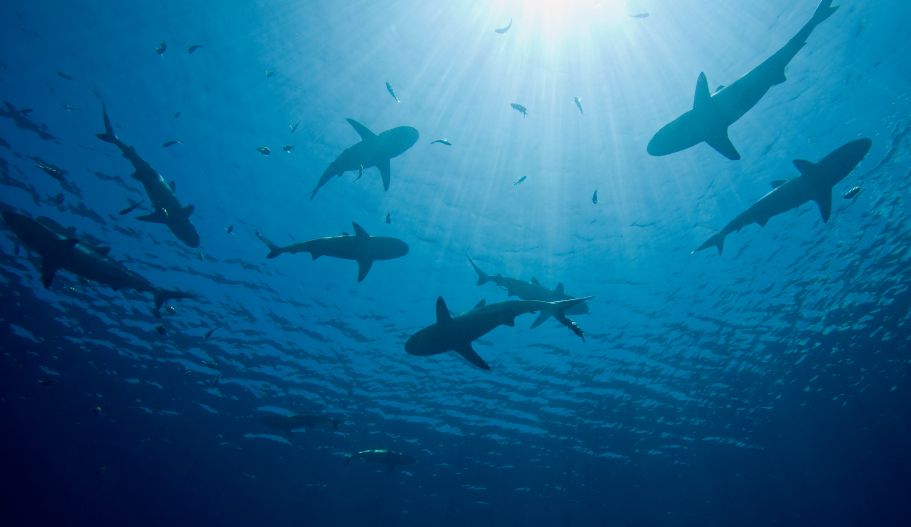 3 Tips for Shark Tank: Would YOUR Business Attract a Shark?