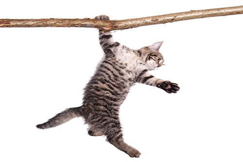 Barely Hanging On – Strategic Agility in a Post-COVID World